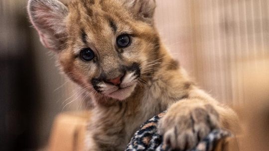Central Florida Zoo welcomes Two Adorable Cougar Cubs