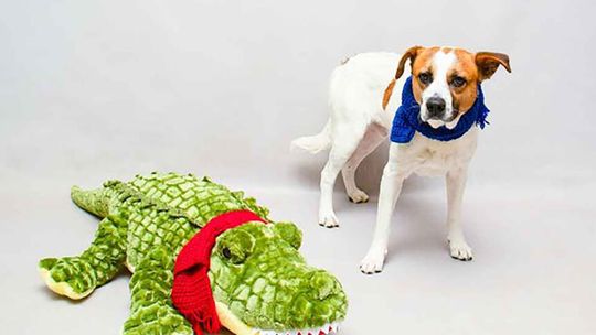 Pet of the Week - Bilbo