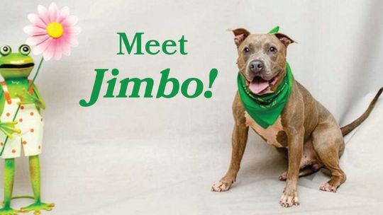 Pet of the Week - Jimbo