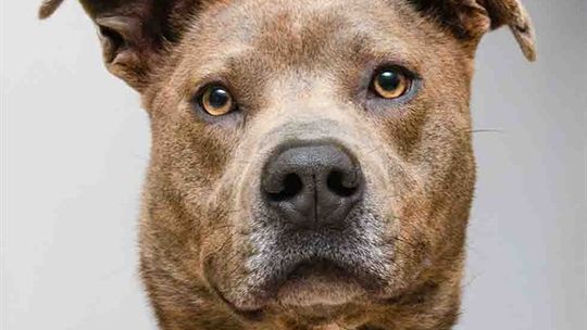 Pet of the Week - Khan