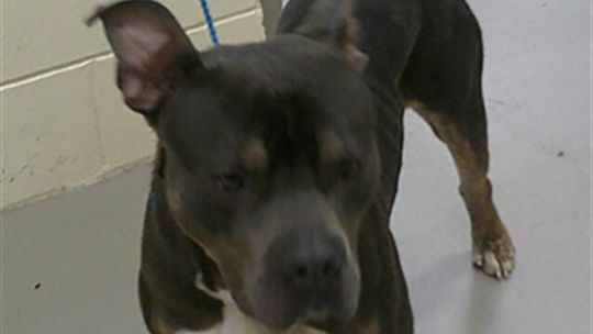 Pet of the Week - Rex