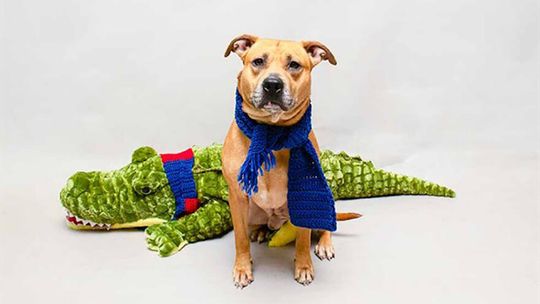 Pet of the Week - Van Halen
