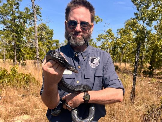 42 Eastern Indigo Snakes released across Florida and Alabama in continued Species Recovery Effort
