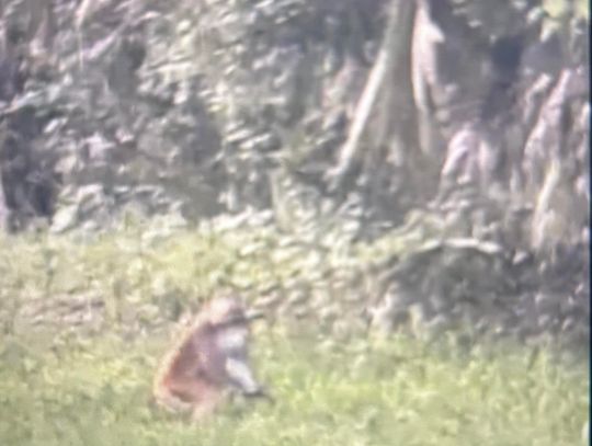 A Longwood Resident got the Surprise of a Lifetime after spotting a Monkey wandering through her Backyard