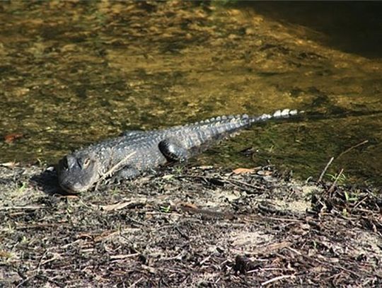 Alligator Mating Season