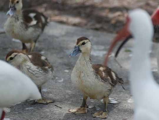 Birds of a Feather