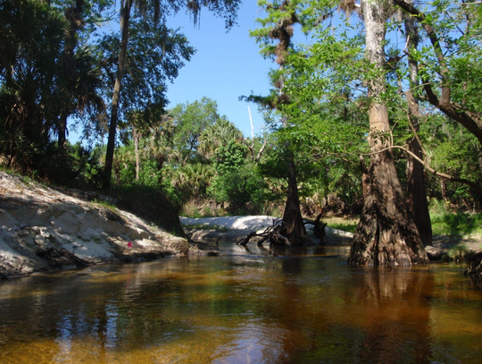 Blue Green Algae Bloom in the Little Econ River