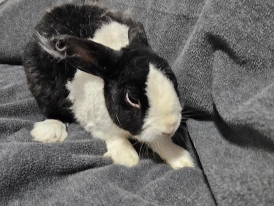 Bunny of the Week - Rambo