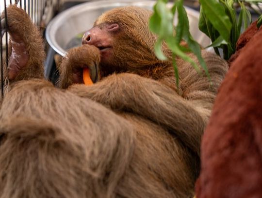 Central Florida Zoo announces passing of Bandit the sloth
