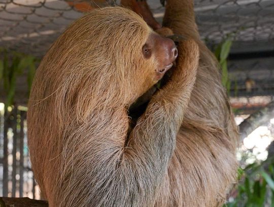 Central Florida Zoo announces passing of Habanero the sloth