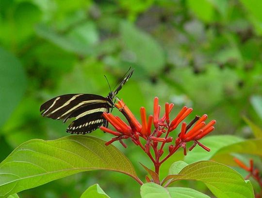 Central Florida Zoo & Botanical Gardens launches monthly botanical garden tours