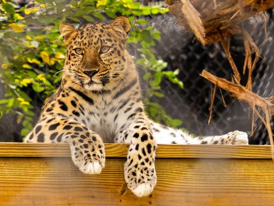 Central Florida Zoo & Botanical Gardens unveils new habitat for Amur Leopards  