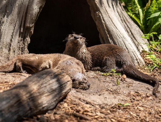 Central Florida Zoo & Botanical Gardens welcomes New Otter