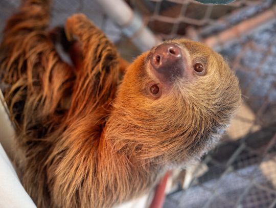 Central Florida Zoo continues to care for Struggling Sloths