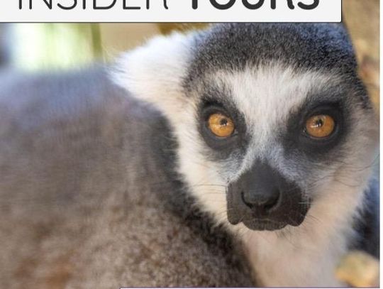 Central Florida Zoo launches new Zoo Insider Tours