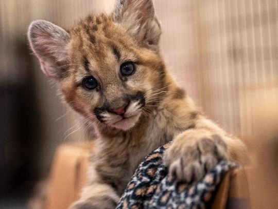 Central Florida Zoo welcomes Two Adorable Cougar Cubs