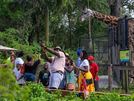 Central Florida Zoo welcomes two female giraffes