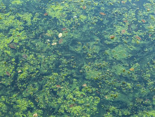 DOH-Volusia Issues Blue-Green Algae Health Alert For Lake Monroe
