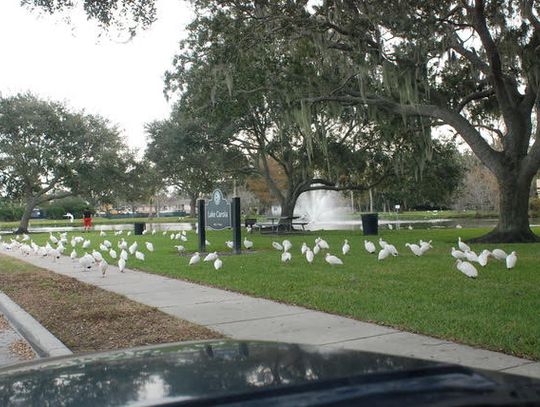 Groundbreaking March 4 for Fort Mellon Park Amphitheater Project & Lake Carola Improvements