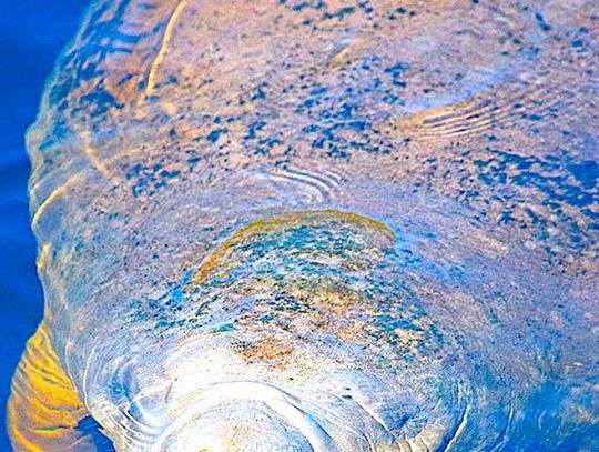 It’s springtime, and Florida’s wildlife is becoming more active