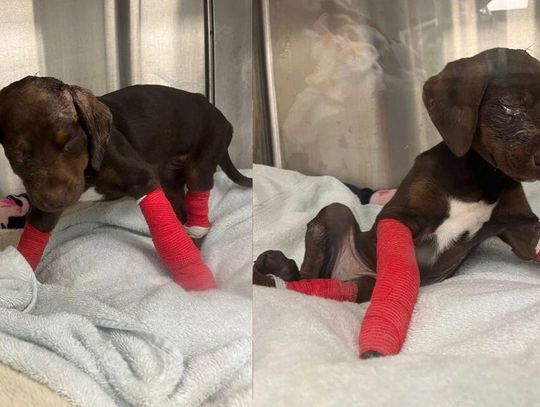 Man Arrested After Severely Beating Puppy