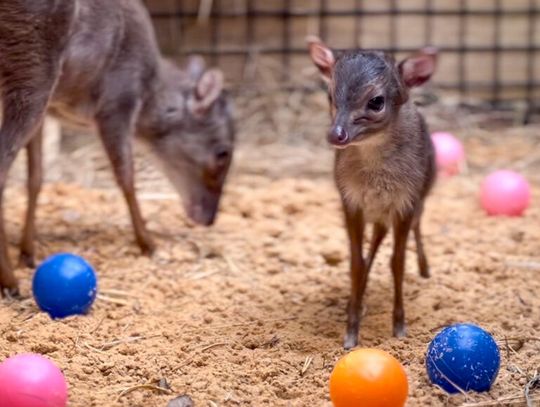 Mothers Day at Central Florida Zoo