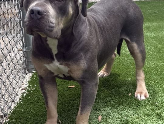 Pet of the Week