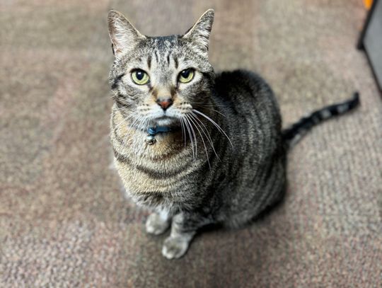 Pet of the Week