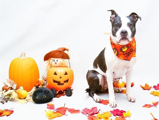 Pet of the Week