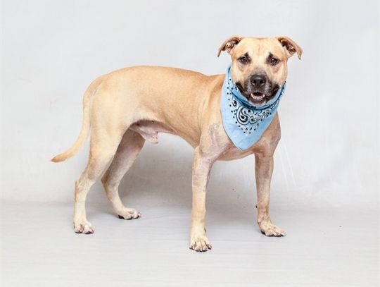 Pet of the Week