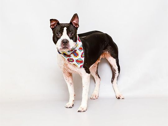 Pet of the Week