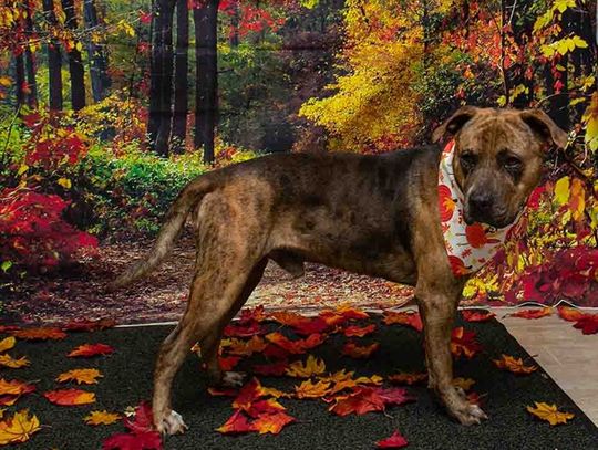 Pet of the Week