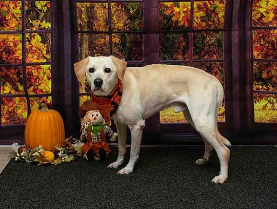 Pet of the Week