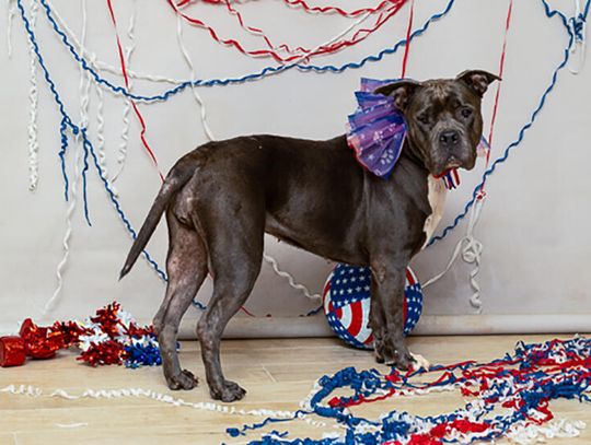 Pet of the Week