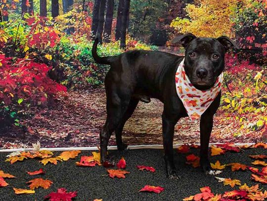 Pet of the Week