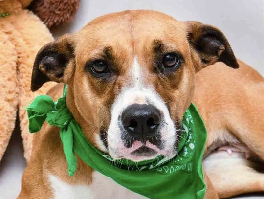 Pet of the Week