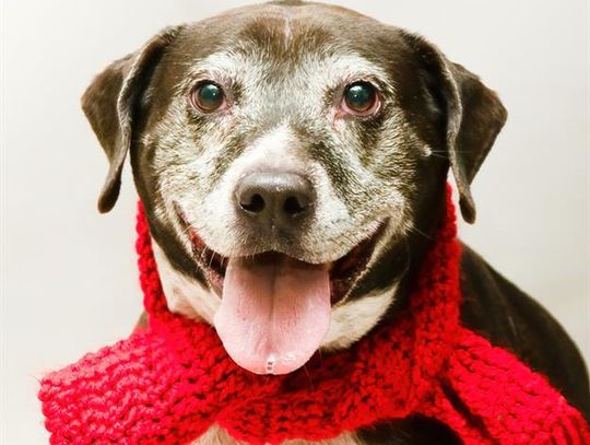 Pet of the Week: Abby