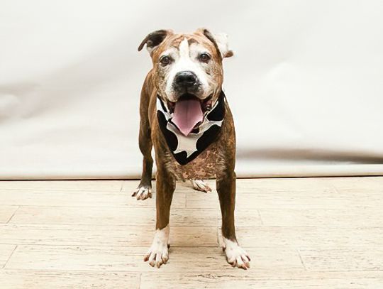 Pet of the Week Adopter will receive a $25 Gift Card