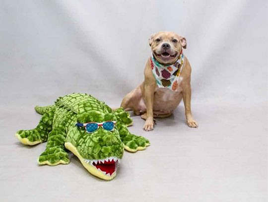 Pet of the Week - Ara