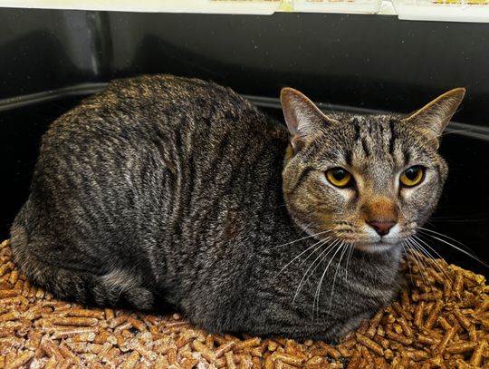 Pet of the Week: Banks