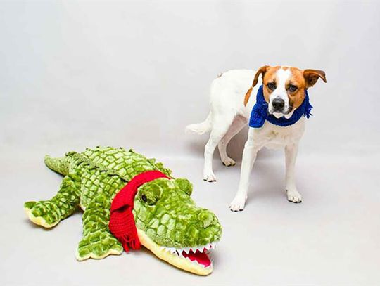 Pet of the Week - Bilbo