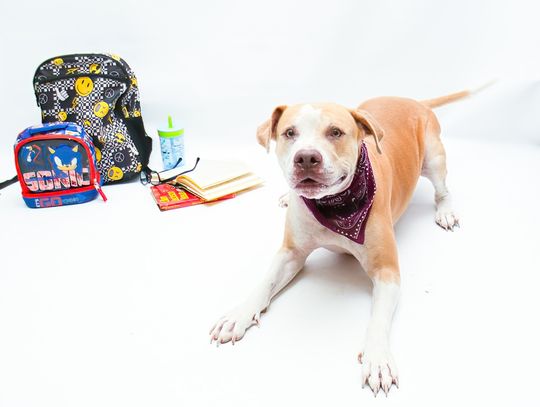 Pet of the Week: Blondie