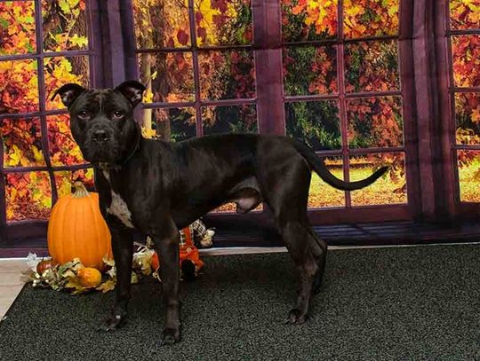 Pet of the Week - Buster