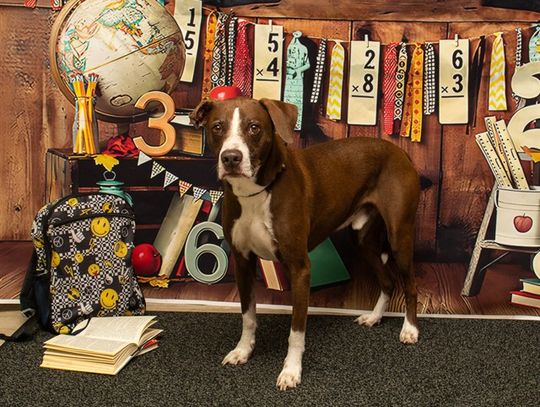 Pet of the Week - Charlie