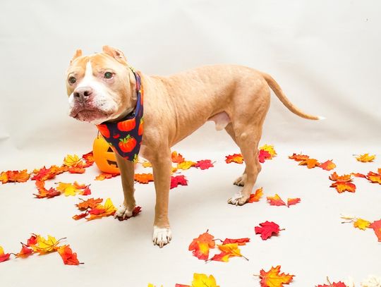 Pet of the Week: Chief