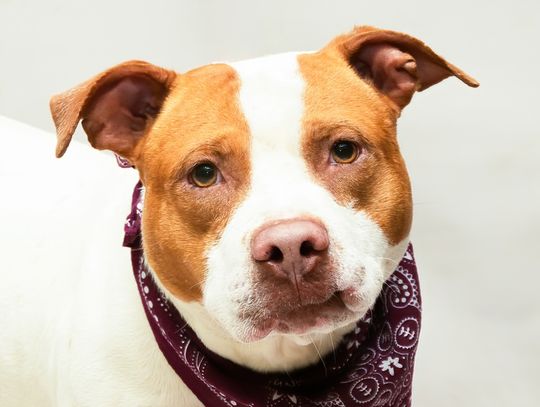 Pet of the Week: Coco