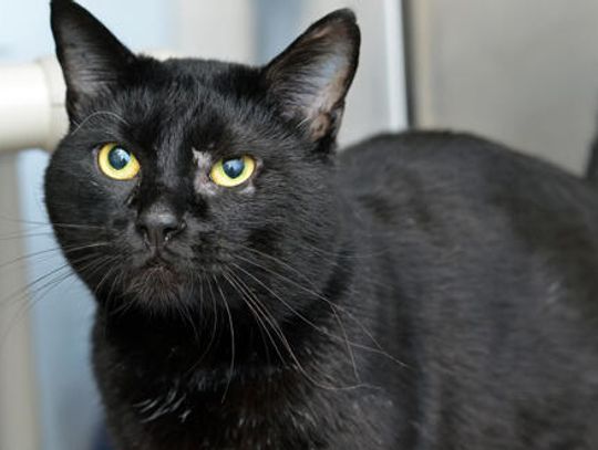 Pet of the Week: Dante