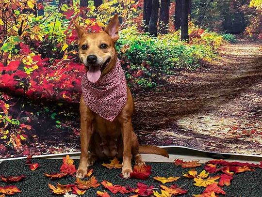 Pet of the Week - Debbie