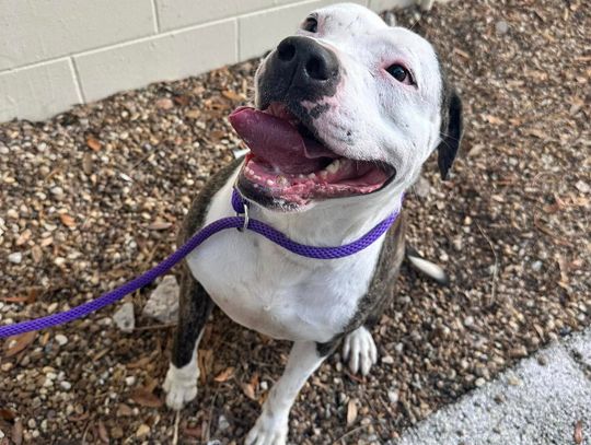 Pet of the Week: Dudley