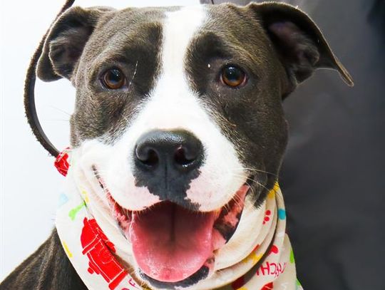 Pet of the Week: Emerald